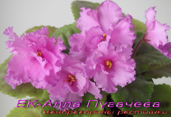 -Алла Пугачева 2.jpg