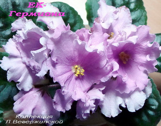 -Гермиона кр.план.jpg