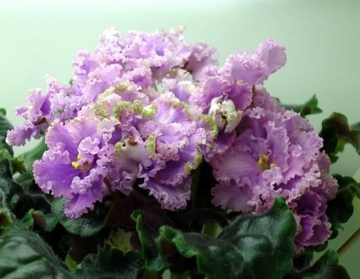 -Фуксиевое Кружево Ирина Анисова  DSC00098-1.JPG