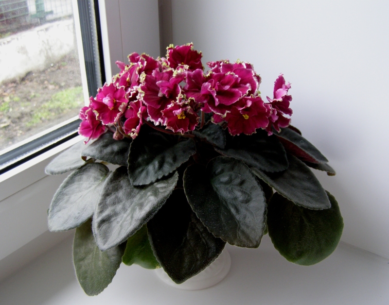 -Рубин в Изумруде.JPG