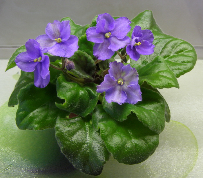 АН-Возвращение в Невинность.jpg