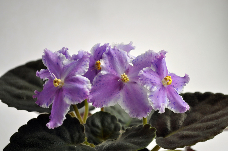 -Хрустаная Мелодия.JPG