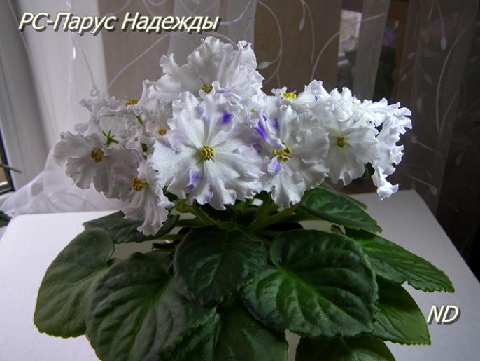 РС-Парус Надежды2.JPG