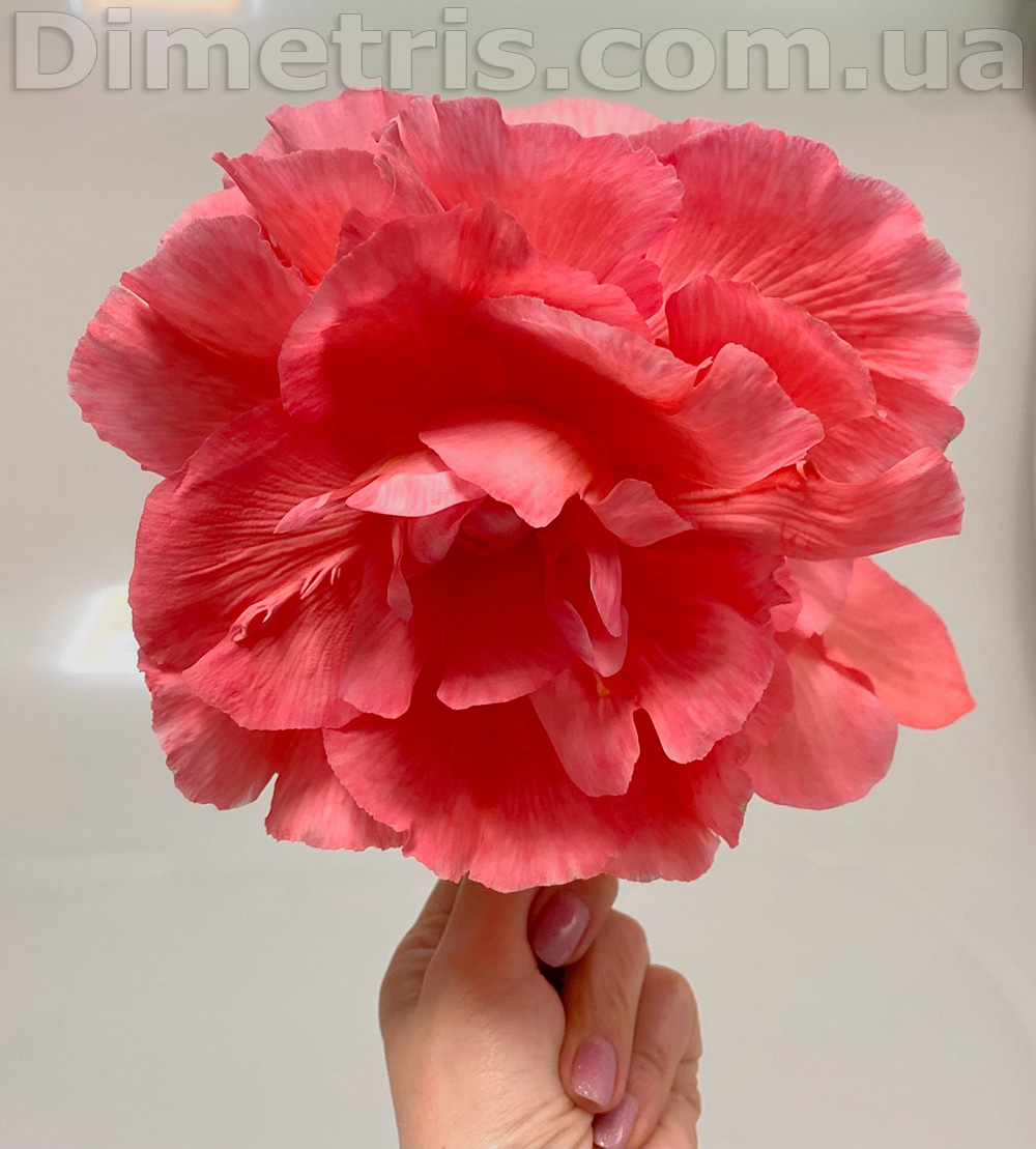 Клубневая бегония Desert Rose.jpg