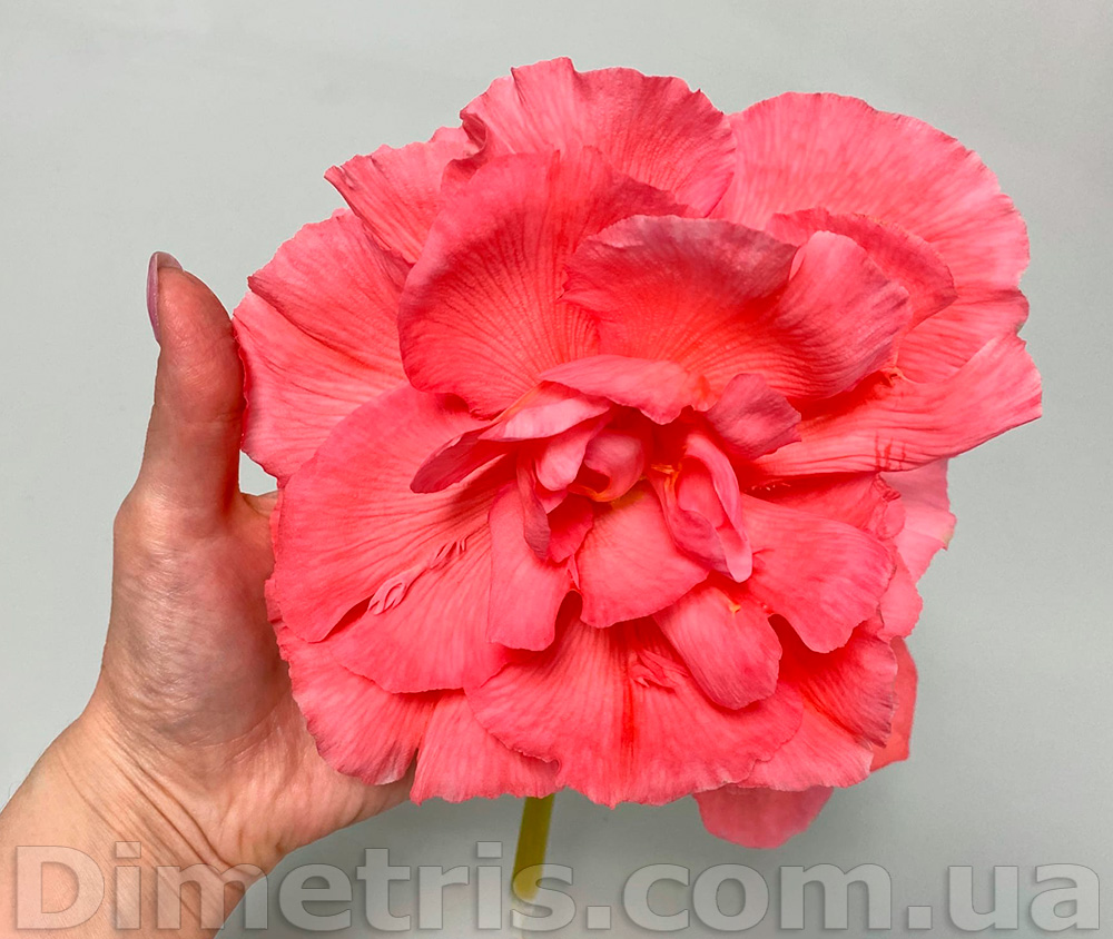 Клубневая бегония Desert Rose_1.jpg