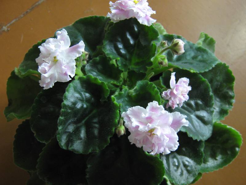 Розовая Пантера IMG_2312.jpg