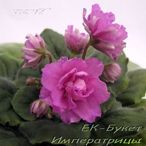 -Букет-Императрицы1.jpg
