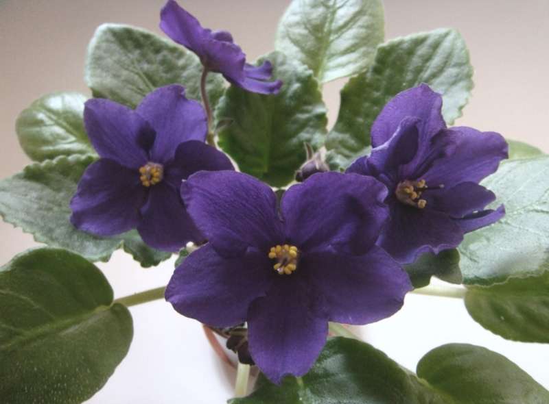 -Чёрный Рыцарь.jpg