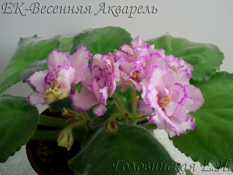 -Весенняя Акварель.jpg