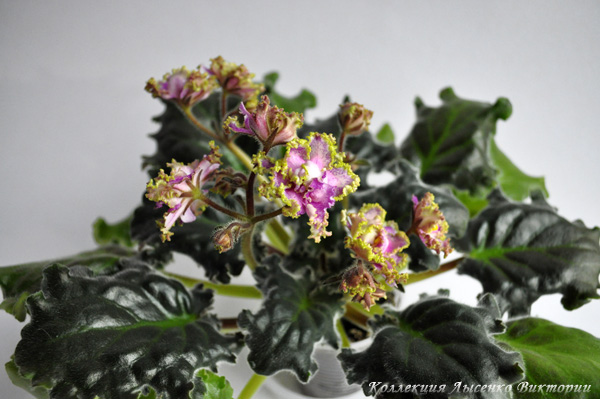 РС-Страна Эльфов.JPG