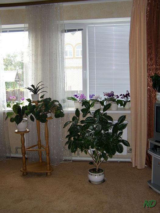 обий вид1.JPG