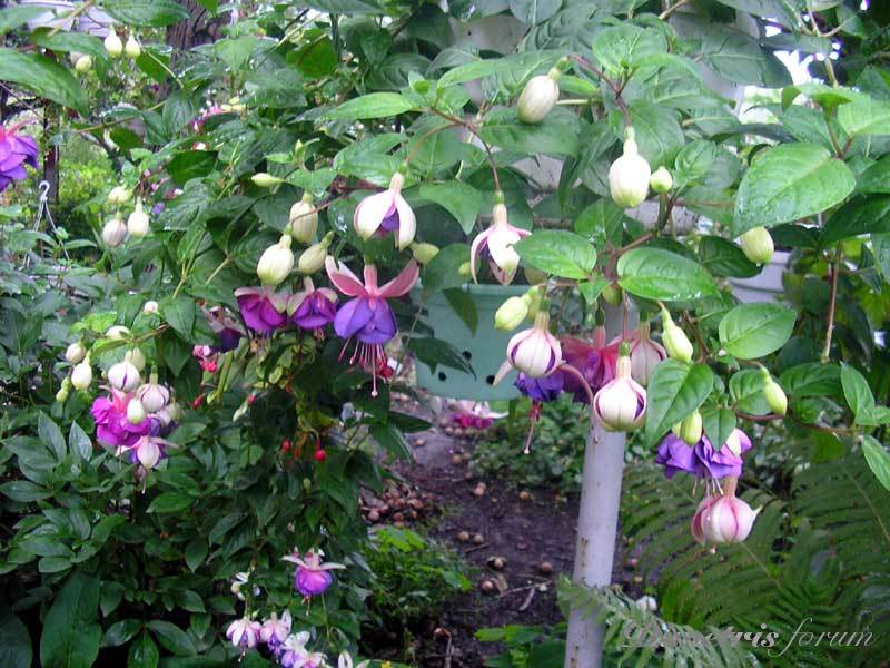 -дж.jpg