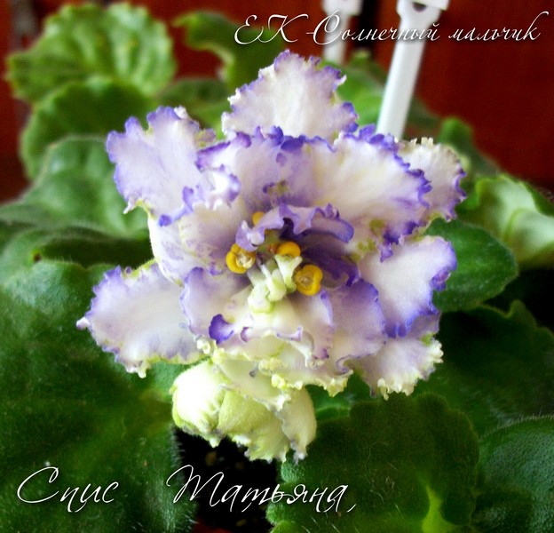 Без имодени-1.jpg