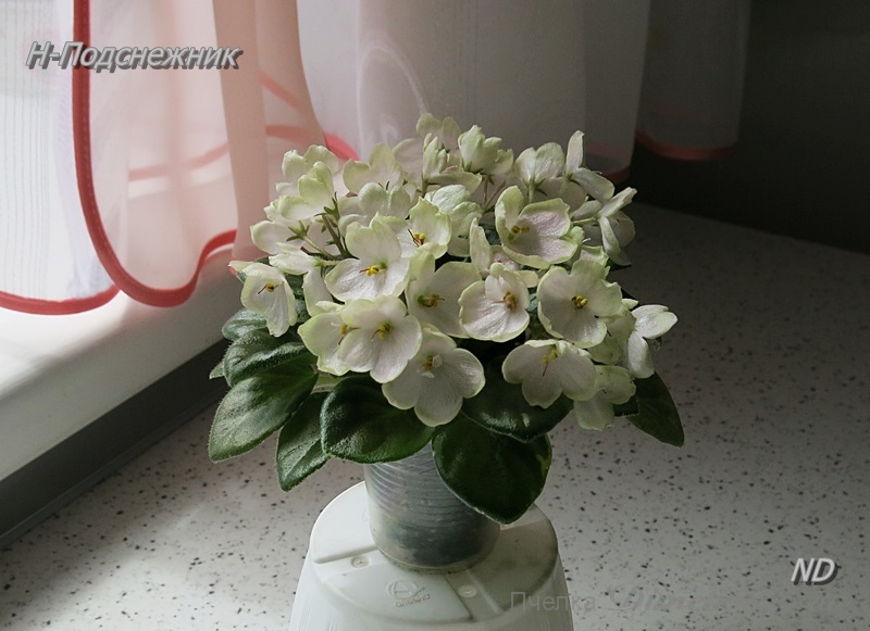 Н-Подснежник 2.JPG