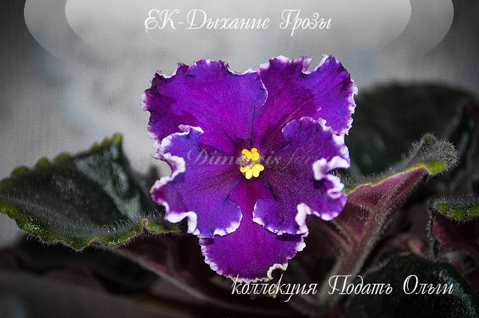 ек-дыхание грозы.jpg