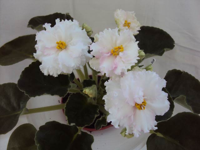 ЕК-Родение Любви, начало цветения.JPG