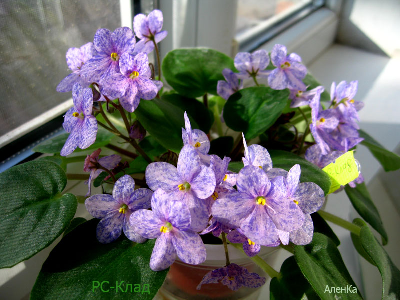 РС-Клад д1.jpg