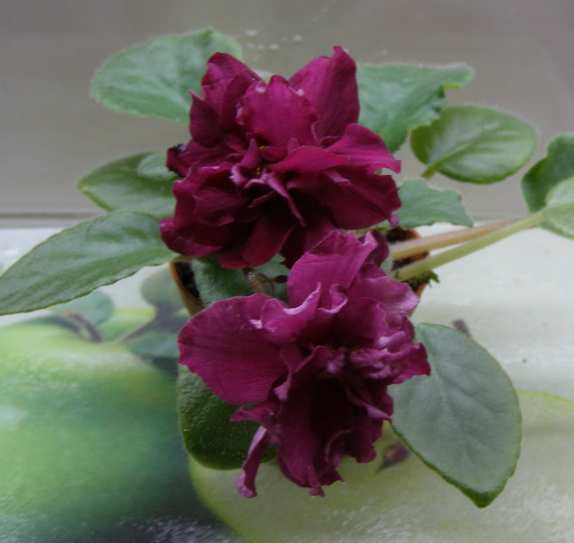 ЕК-Сады Семирамиды.jpg