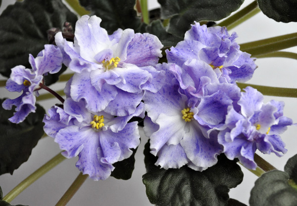 ЕК-Звёздная Долина.jpg