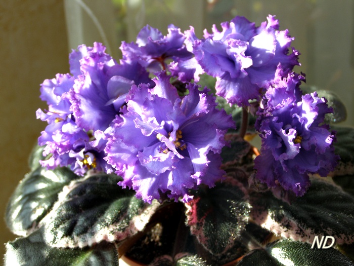 ЕК-Подарок для Любимого6.JPG