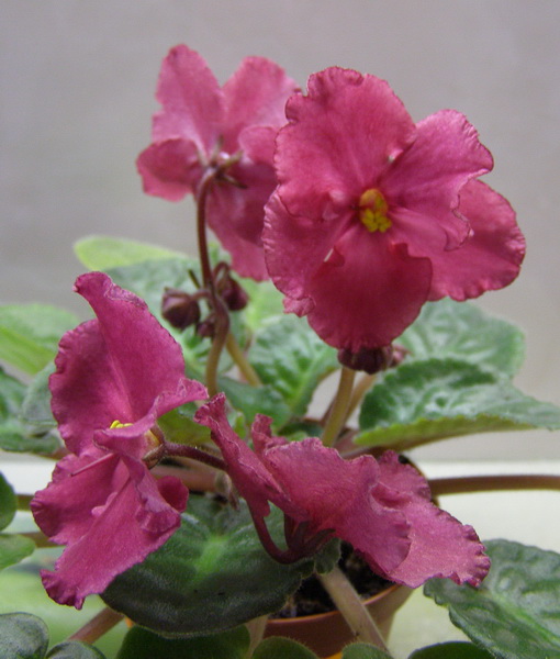 -Сердце Матери1.jpg