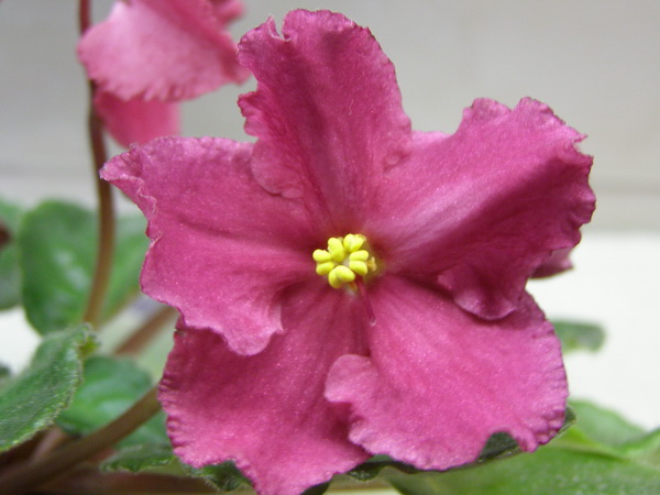 -Сердце Матери3.jpg