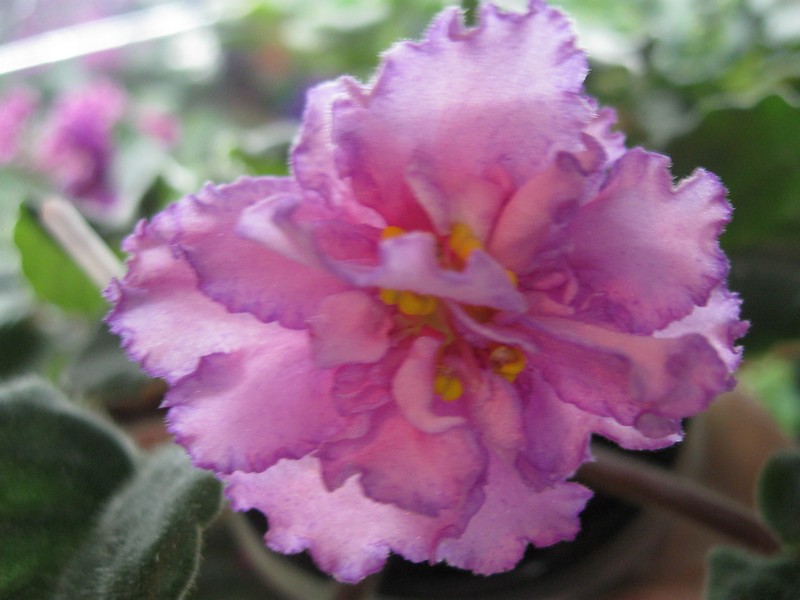 -Дольче Вита.jpg