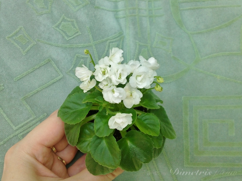 мини Ballet snowcone (3).JPG