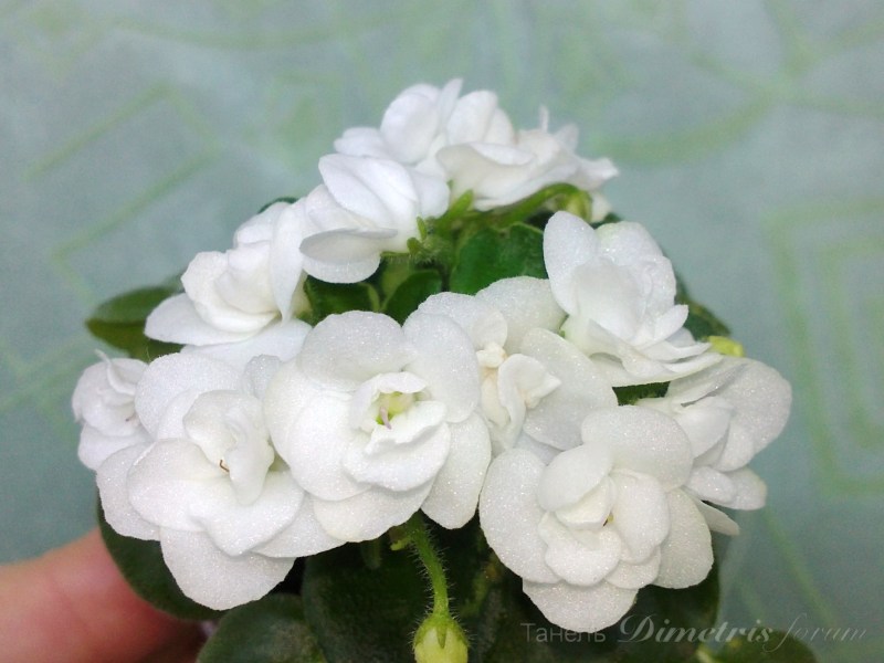 мини Ballet snowcone 62.JPG