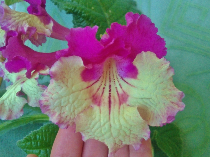 Стрептокарпус DS-756 =-==.JPG