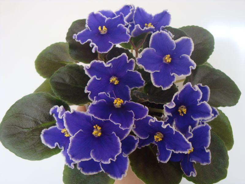 Копия DSC01385.JPG