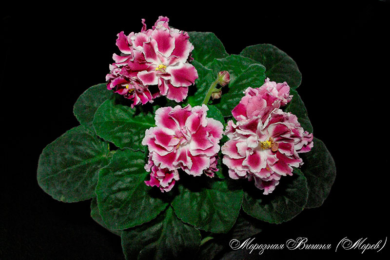 _IGP7707.jpg
