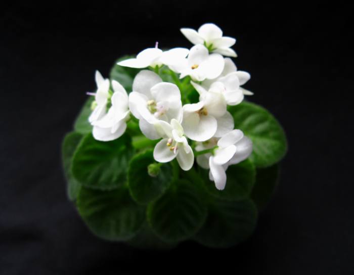 Копия IMG_2529.jpg