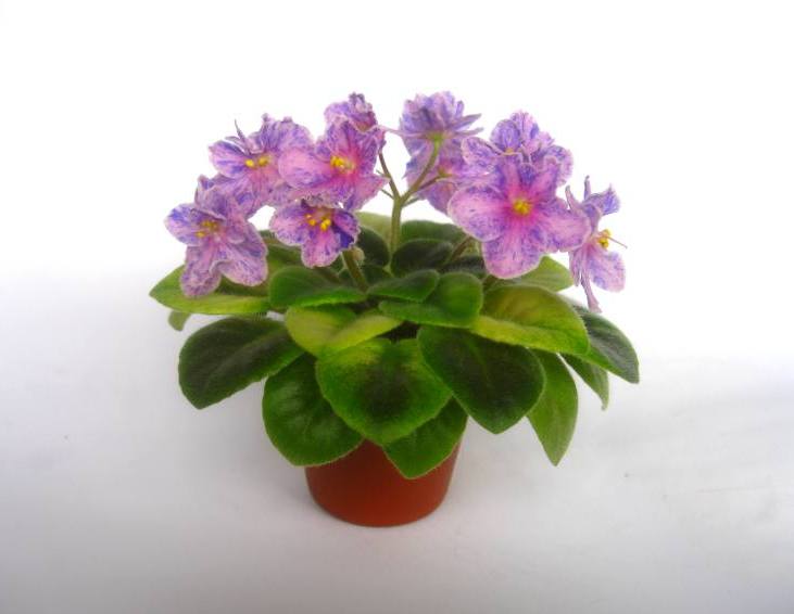 Копия IMG_2643.jpg