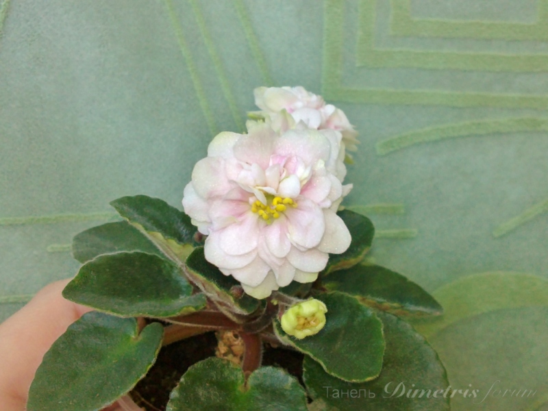 мини Jolly Moonflower (1).JPG