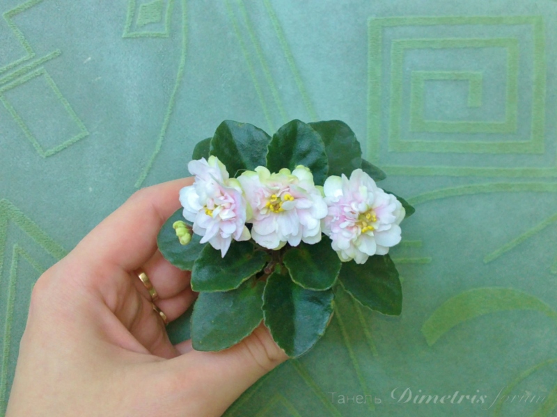 мини Jolly Moonflower=.JPG