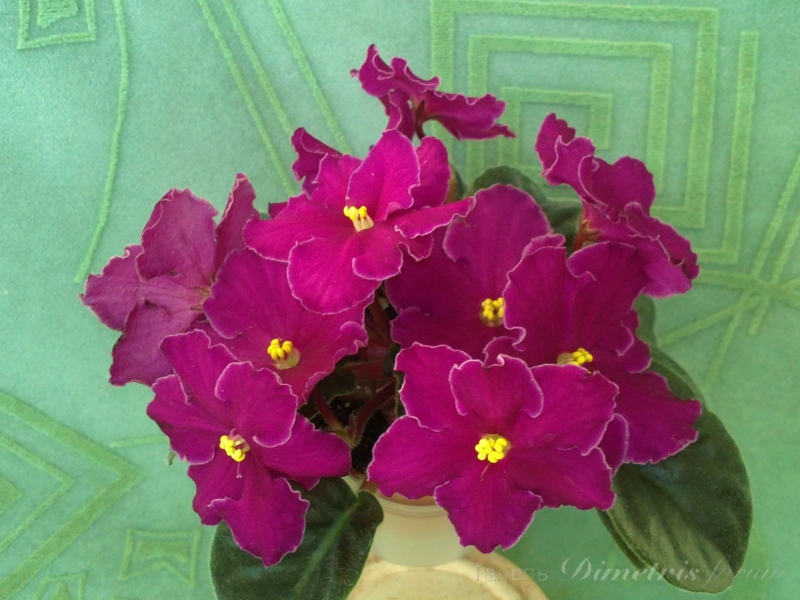 полумини  Little Pushover (Sorano) (3).JPG