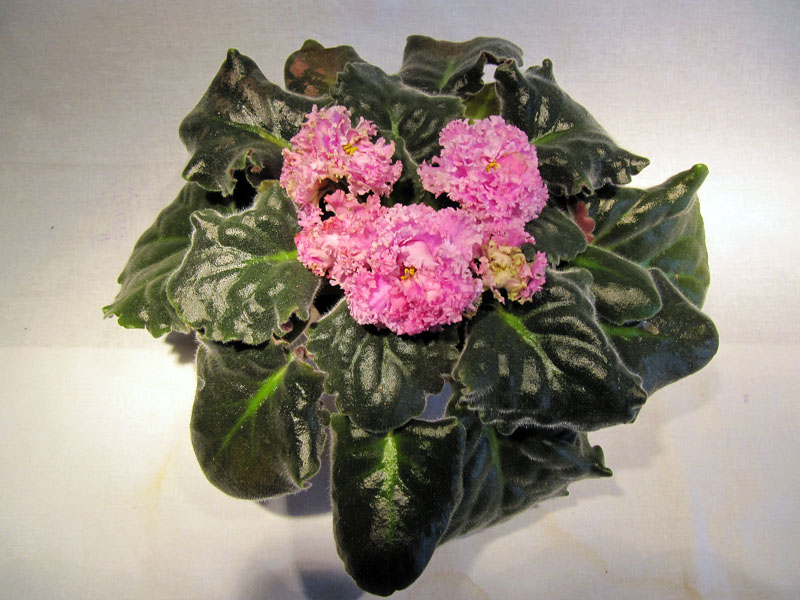 ЛЕ-Принцесса Персии1.jpg