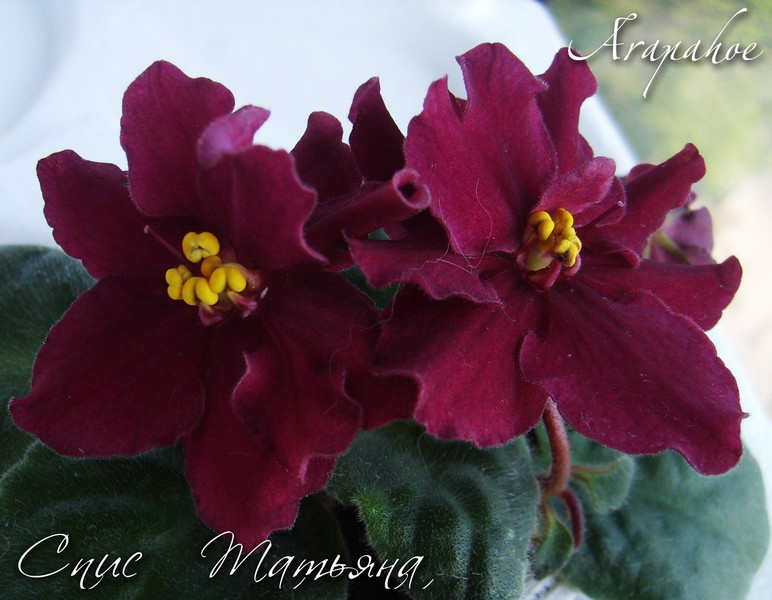 Без имецукни-1.jpg