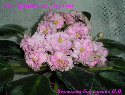 ЛЕ-Принцесса Персии1.JPG