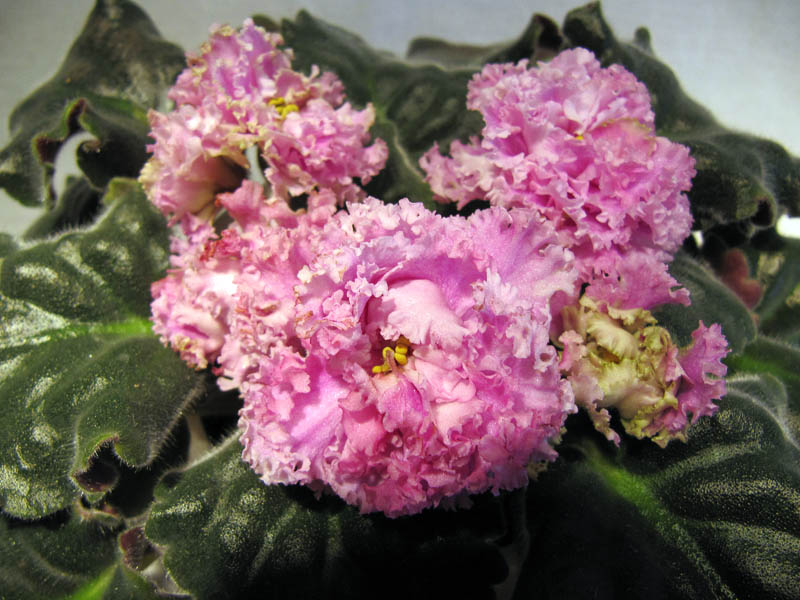 ЛЕ-Принцесса Персии2.jpg