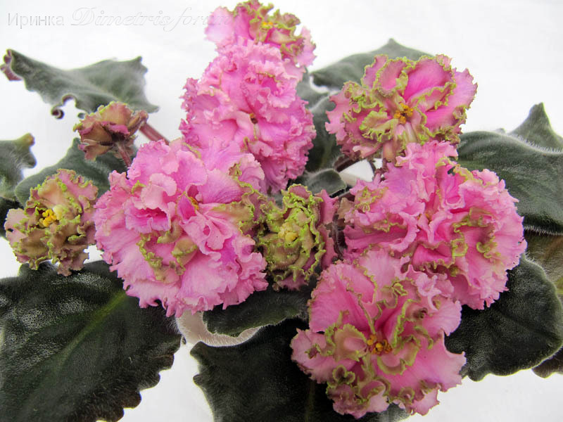 ЛЕ-Принцесса Персии3.jpg