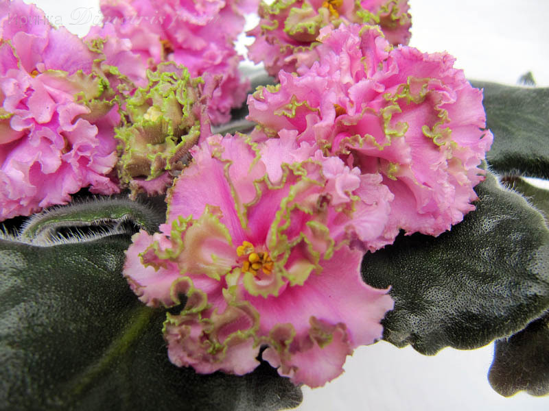 ЛЕ-Принцесса Персии4.jpg