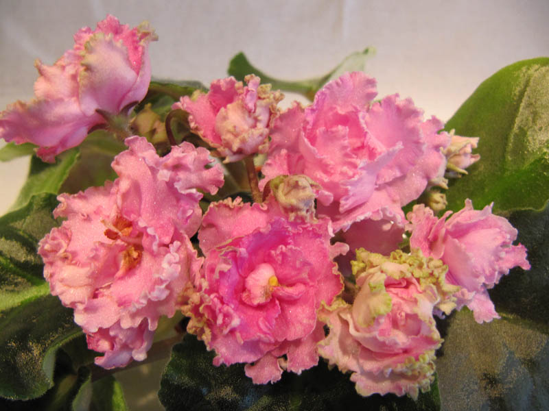 -Принцесса Персии.jpg