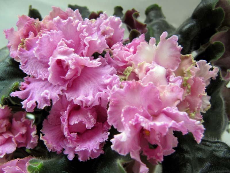 -Принцесса Персии (спорт)2.jpg