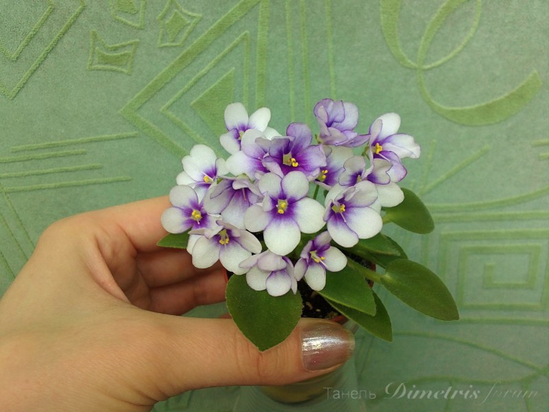 мини Rob's Penny Ante (R. Robinson) 75.JPG