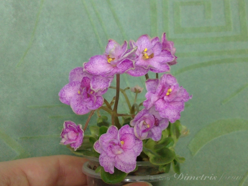 мини Silly Girl 512 (1).JPG