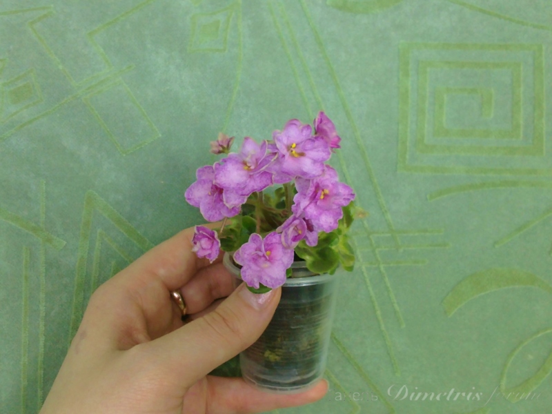 мини Silly Girl 512 (2).JPG