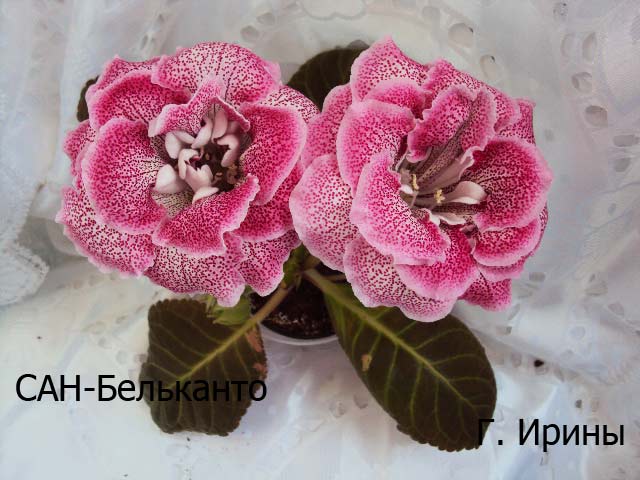 САН-Бельканто, 17.06.14.JPG