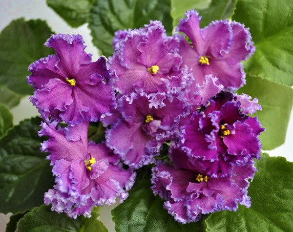 Тайная Страсть.jpg